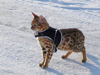 Bild der Katzenrasse